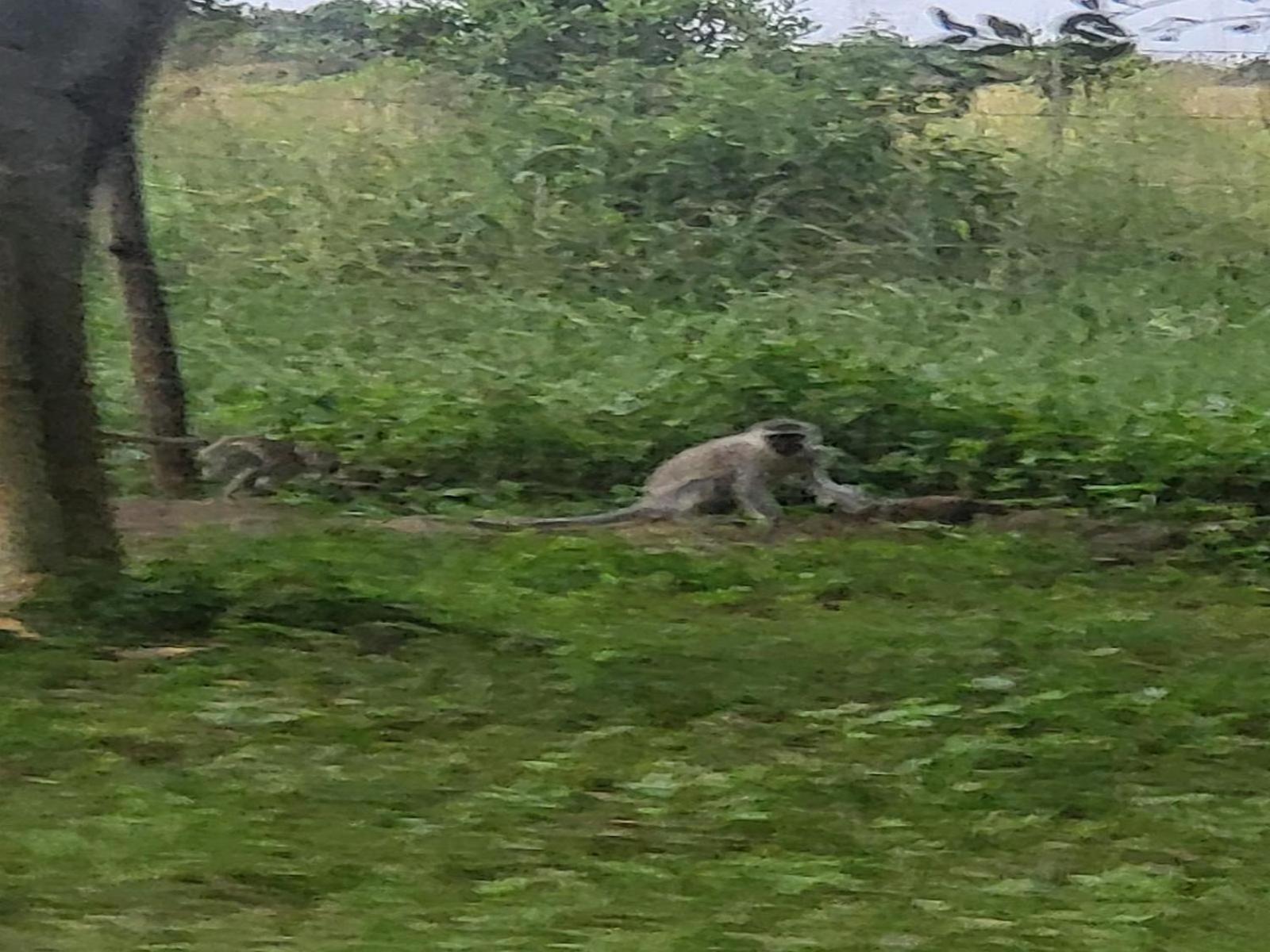 Ihlozi Bush Lodge 슐룰루웨 외부 사진