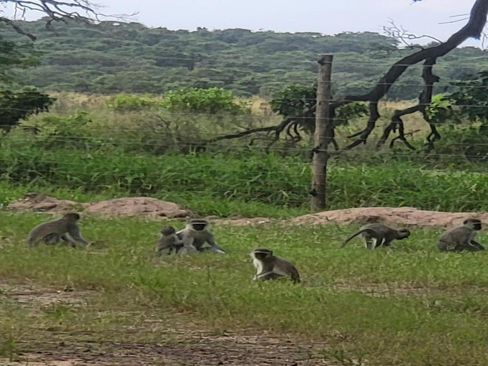 Ihlozi Bush Lodge 슐룰루웨 외부 사진